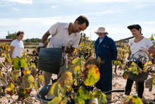 People Working On Plantation With Grapes