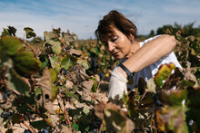 Woman harvesting ripe grapes in vineyard