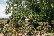 Gardeners Harvesting Walnuts From Tall Tree