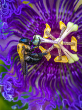 Bee Gathering Pollen From A Passionflower