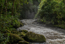 Rainforest Columbia Southern America
