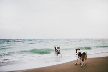 Two Dogs Playing On The Beach 