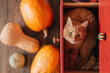 © Yakov Knyazev/Stocksy - cute ginger cat in red drawer surrounded by pumpkins