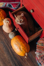 Tired Cat Resting In Drawer Surrounded By Pumpkins