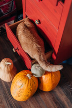 Curious Cat Examining The Drawer Surrounded By Pumpkins