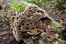 Turkey Tail Mushrooms On Rotting Log In Forest 