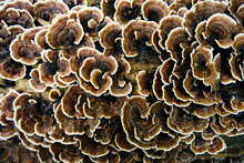 Macro View Of Turkey Tail Mushrooms On Rotting Log 