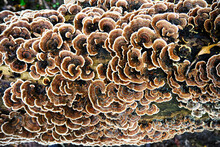 Close View Of Turkey Tail Mushrooms On Log  In The Wild 