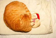 Yellow Cat Sleeping With Teddy Bear