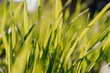 © Yakov Knyazev/Stocksy - defocused grass pattern