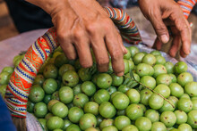 A Basket Of Indian Gooseberry Fruits With Hands Picking