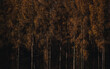 las modrzewiowy jesienią