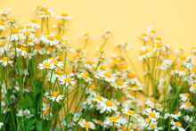 Vibrant Dasies On A Bright Yellow Background