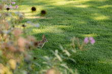 A Cute Bunny In A Garden