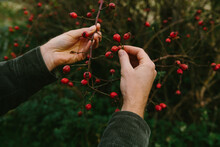 Hand With Rose Hip