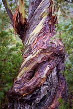 Australian Eucalyptus Tree's Gnarly Bark Patterns