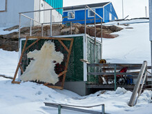 Arctic Polar Bear Fur Skin, Greenland Inuit Hunting Hide
