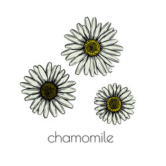 Wall Mural - Chamomile flower sketch. Hand drawn style. Leaves pattern. Beautiful floral background design. Line art.