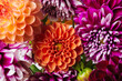 © Kristin Duvall/Stocksy - Colorful dahlia floral background