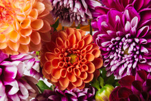 Colorful Dahlia Floral Background 