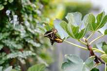 Black And Yellow Butterflies Mating On Fig Tree 