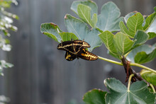 Black And Yellow Butterflies Mating On Fig Tree 
