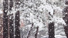 Snow Falling On The Pine Trees And The Winter Scenery
