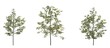 © vadim_fl - silhouette deciduous tree, 3D illustration, cg render