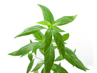 Wall Mural - Andrographis paniculata (Green chiretta) isolated on a white background