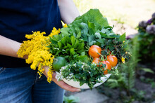 Woman Holding Bowl Of Harvested Wild Herbs Sorrel, Oregano, Coltsfoot, Herb Gerard, Nettle, Goldenrod And Tomatoes
