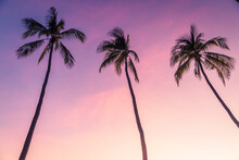 Silhouettes Of Palm Trees Standing Against Purple Sky At Dusk