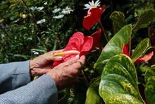 Senior Woman Holding A Red Flower