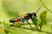 Red-belted Sand Wasp, Side Profile