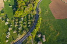 Drone View Of Cherry Trees Blossoming Along Countryside Road