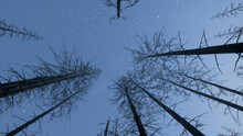 Winter Forest. 3D Render