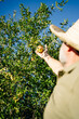 © Javier Díez/Stocksy - Male farmer harvesting pomegranate