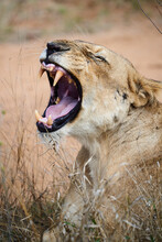Female African Lion Yawn