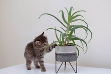 Curious Gray Kitten And A Homemade Aloe Plant On A White Background. A Cat Sniffs A Home Flower. The Concept Of Dangerous Colors For Animals