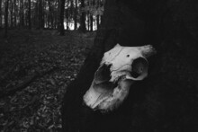 Animal Skull On Tree
