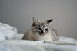 © Alba Vitta/Stocksy - Portrait of cute cat on bedroom