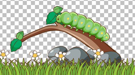 Wall Mural - caterpillar on the grass field on transparent background