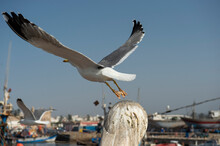 Seagull Takes Off, Defocused Sea Port In Morocco