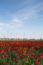 Red Poppies Blooming In Summer Field With Wind Turbines In Background