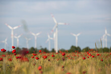 Red Poppies Blooming In Countryside Meadow With Wind Turbines In Background