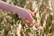 Woman's Hand Touching Wild Grass In Field