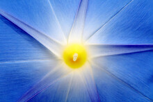 Beautiful Blue Flower
