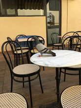 Pigeon On The Table Of An Empty Street Cafe