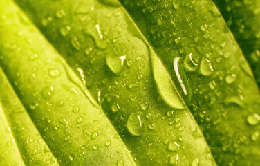 Canvas Print - Beautiful macro image of water droplets, dew or rain on the green surface of a leaf or stem of grass in nature.