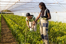 Female Farmer Pointing While Coworker Using Smart Phone At Greenhouse