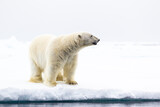Fototapeta Sawanna - A curious male polar bear walks along the ice edge in the Arctic seas	